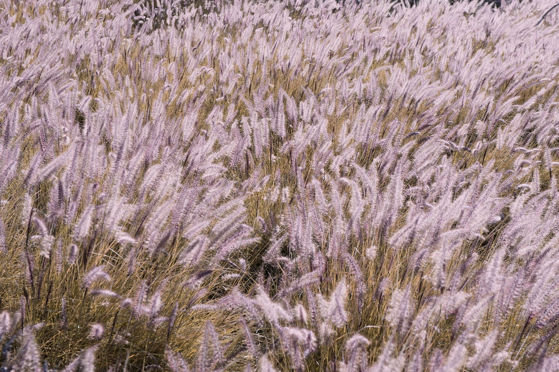 Pink field