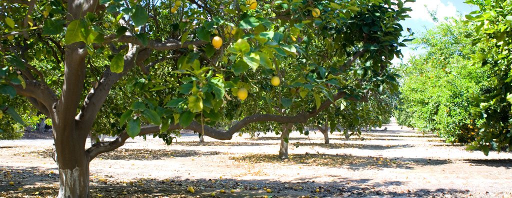 TasteTrek® Citrusの魅力に迫る