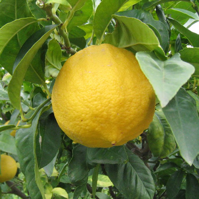 Bergamot in Italy